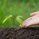 Why Certified Organic Fertiliser is Essential for Healthy Soil