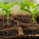 Benefits of Using Complete Organic Fertiliser for Soil Health