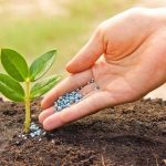 Boost Plant Health Naturally with Organic Seaweed Fertiliser from Soil Dynamics