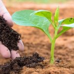 Leading the Way in Australian Organic Fertilisers for Sustainable Growth: Soil Dynamics