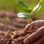Soil Dynamics Organic Slow Release Fertiliser Australia for Sustainable Plant Growth