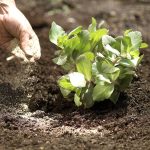 How Soil Dynamics Delivers the Organic Lawn Fertiliser for Healthy, Lush Lawns