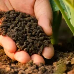Sustainable Gardening with Organic Slow Release Fertiliser in Australia – Soil Dynamics