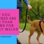 How Personalised Dog Harnesses Make Walks Easier and Safer