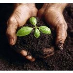 Best Organic Lawn Fertiliser for a Greener, Healthier Yard
