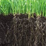 Where to Buy the Best Australian Organic Fertilisers for Your Garden