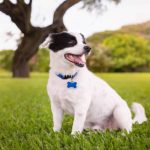 Why a Custom Dog Tag Is the Best Way to Keep Your Pet Safe