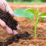 Australian Organic Fertilisers by Soil Dynamics for Healthy, Sustainable Growth