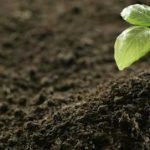Looking for a Safer Way to Feed Your Lawn? Try Organic Lawn Fertiliser