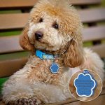 Find the Best Dog Name Tags in Australia – Keep Your Pet Safe and Stylish