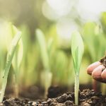 Why Australian Organic Fertilisers Are the Secret to a Healthier, Greener Garden