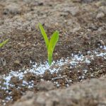 Why Organic Fertilisers Are the Smart Choice for Australian Gardens