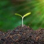 Why Organic Lawn Fertiliser Is the Best Choice for a Greener, Healthier Yard