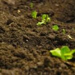 Organic Lawn Fertiliser for Stronger, Healthier Turf