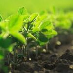 Premium Australian Organic Fertilisers for Healthier Gardens