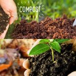 Boost Plant Growth with Organic Fish Fertiliser