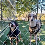 Premium Pet Care You Can Trust – Dog Boarding Melbourne by A Dogs Domain and Cats Too