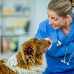 Vet Near Parafield Gardens: Fellow Pet Parents To Help When You Need It Most