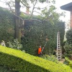 Tree Pruning in Fairfield East