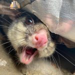 Residential Pest Control Canberra