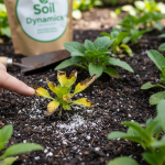 Best Organic Fertiliser Australia for Sustainable Soil Health
