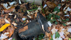 Pest control blacktown
