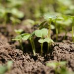 Choose the Right Soil Fertiliser for Better Plant Growth
