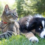 Caring for Your Pet’s Health with Trusted Veterinary Services