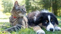 Caring for Your Pet’s Health with Trusted Veterinary Services
