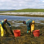 Organic Seaweed Fertiliser for Healthier Soil and Plant Growth