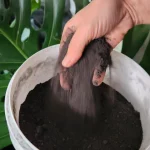 Best Organic Fertiliser for Vegetables