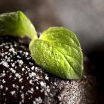 Benefits of Humate Fertiliser for Soil Health and Plant Growth