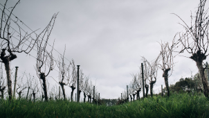 Organic Slow Release Fertiliser in Australia