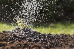 Organic liquid fertilisers