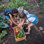 Benefits of Using Slow Release Organic Fertiliser for Sustainable Gardening