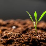 Soil Dynamics: Premium Organic Slow Release Fertiliser Australia for Sustainable Growth
